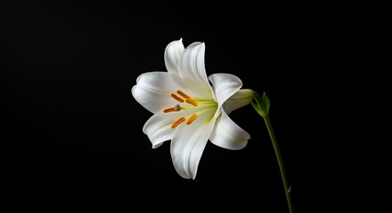 Elegant White Lily Blossom with Detailed Pollen on Striking Black Backdrop