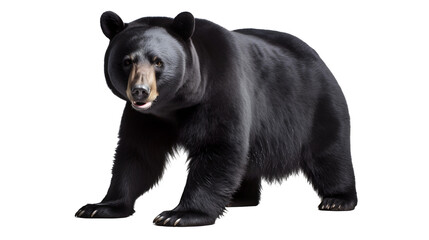 black bear transparent background png