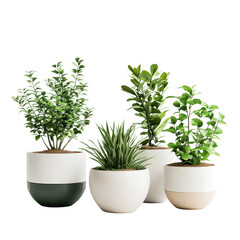 Fototapeta premium Indoor plants in ceramic pots arranged against a Transparent background for a fresh and modern decor, plants in ceramic pots, PNG background