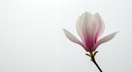 Fototapeta premium Close-Up of a Pale Pink Magnolia Flower Against White Background Highlighting Its Delicate Petals and Elegant Form Optimized for Decoration