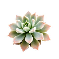 Fototapeta premium Captivating close-up showcasing a delicate succulent with soft, rounded leaves and a subtle ombr, effect that adds visual appeal