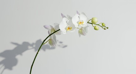 Delicate White Orchid Branch Swaying Gently Isolated By White Screen Background in Serene Motion