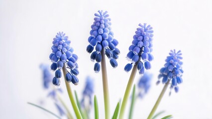 Fototapeta premium Close-up of Delicate Blue Muscari Flowers Spring Blooms in Stunning Detail