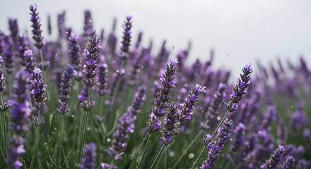 Fototapeta premium Blooming Lavender Field in Close Up Detail High Angle View Under Natural Lighting