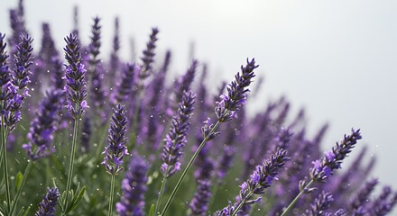 Fototapeta premium Abundant Purple Lavender Blooms in a Field Against Bright White Background Featuring Aromatic Floral Scenery Optimized for Cosmetic and Wellness Themes