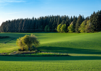 fresh spring colors on trees and fields in german nature park suedeifel under blue sky