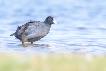 Wild American Coot on a lake in a park in Colorado.