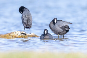 Wild American Coot on a lake in a park in Colorado.