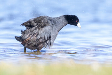 Wild American Coot on a lake in a park in Colorado.