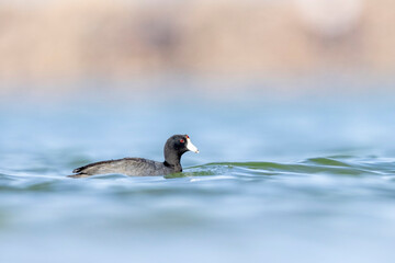 Wild American Coot on a lake in a park in Colorado.