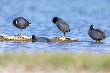 Wild American Coot on a lake in a park in Colorado.
