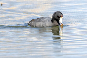 Wild American Coot on a lake in a park in Colorado.
