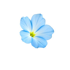 Captivating sky blue phlox flower portrait showcasing delicate petals and intricate details in isolated vibrant composition