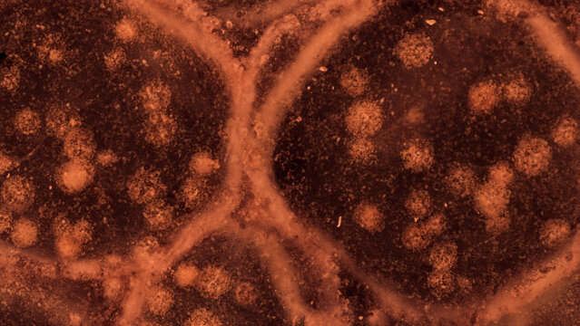 Close-up view of intricate, reddish-brown cellular structure