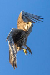 A wild prairie falcon in a tree in a park in Colorado.