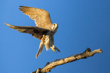 A wild prairie falcon in a tree in a park in Colorado.