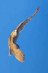A wild prairie falcon in a tree in a park in Colorado.