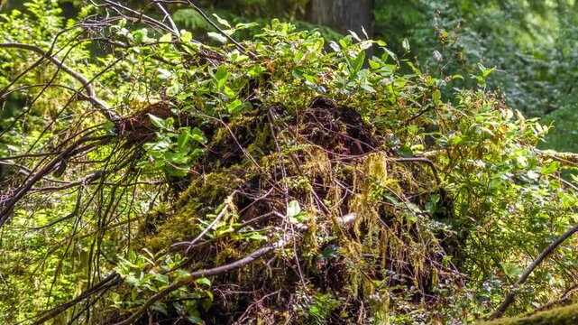 4K macro footage of Cuscuta (dodder), a parasitic plant with brightly colored thread-like stems that attach to and draw nutrients from host plants.