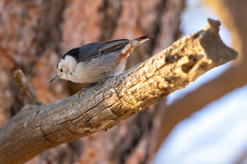 A wild white-breasted nuthatch in a tree in a park in Colorado.