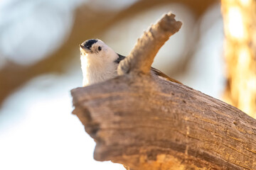 A wild white-breasted nuthatch in a tree in a park in Colorado.
