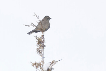 A wild Townsend's Solitaire in a park in Colorado.