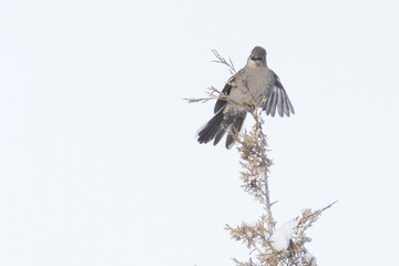 A wild Townsend's Solitaire in a park in Colorado.