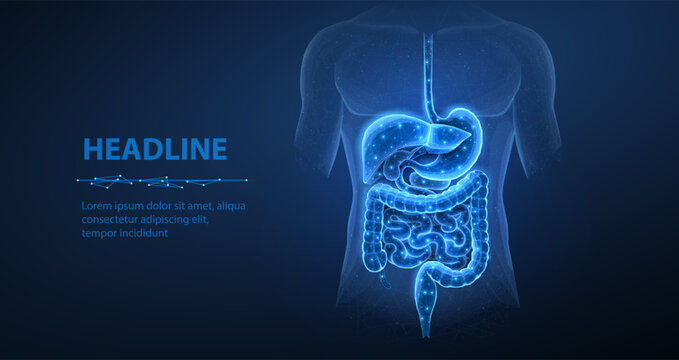 Abstract wireframe intestinal human digestive system. Gut health, bowel disease, gastrointestinal tract.