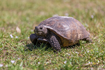 gopher tortoise in grass