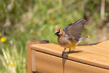 cedar waxwing perched on a park bench