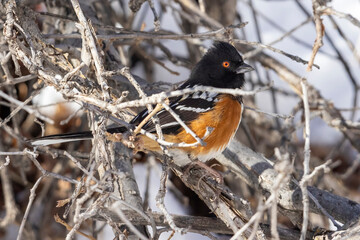 Wild spotted towhee perched in a bush in a park in Colorado.