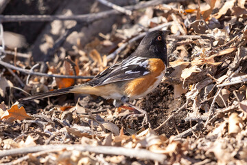 Wild spotted towhee perched in a bush in a park in Colorado.
