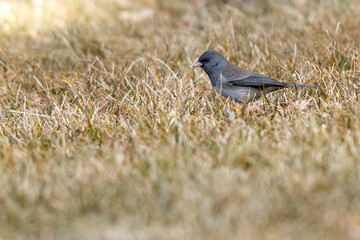 A wild dark-eyed junco in a park in Colorado.