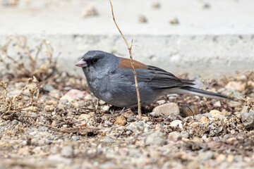 A wild dark-eyed junco in a park in Colorado.