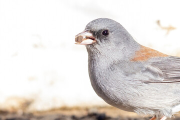 A wild dark-eyed junco in a park in Colorado.