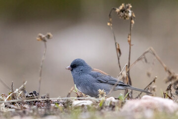 A wild dark-eyed junco in a park in Colorado.
