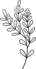 Floral Herb Branch with Tiny Bud Clusters and Oval Leaves