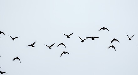 Fototapeta premium Dynamic Flight of Birds Silhouette Against Pale Sky Freedom Concept Atmospheric Wildlife Scene Nature And Seasonal Migration Open Sky Background
