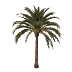 Obraz premium Palm tree with wide canopy, ideal for jungle visuals, botanical art, or eco design.