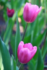 色鮮やかなチューリップ　カナダ モントリオール