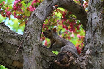 木に登るリス　カナダ モントリオール