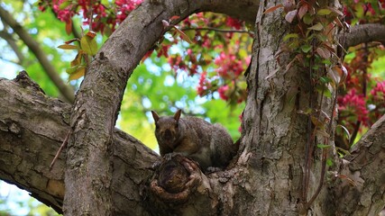 木に登るリス　カナダ モントリオール