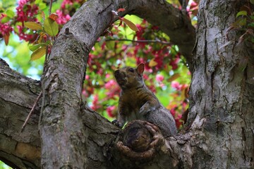木に登るリス　カナダ モントリオール