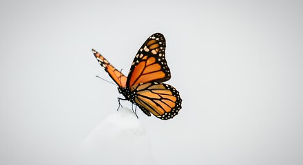 Fototapeta premium Monarch Butterfly Displaying Wing Pattern Isolated on White Background Wildlife and Natural Beauty