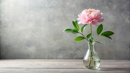 A single pale pink peony blossom in a clear glass vase sits on a rustic wooden surface against a textured gray backdrop, a minimalist floral arrangement.