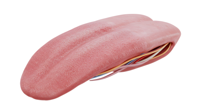 A close-up view of a realistic artificial tongue with colorful wires, showcasing intricate design and texture