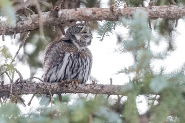 A wild northern pygmy owl perched in a tree in a park in the mountains of Colorado.