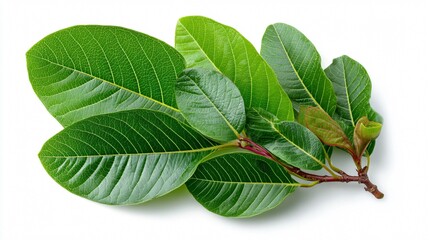 Fototapeta premium Fresh Green Guava Leaves on White Background for Herbal Concept