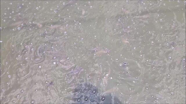 water bubles in the green pond