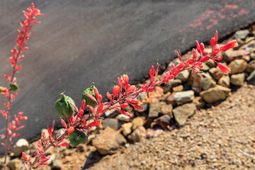 Desert native red yucca or Hesperaloe parviflora with flowers and seed pod on its stem in Spring
