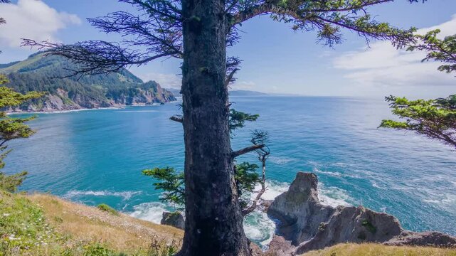4K footage shows a coastal Oregon forest featuring Nothofagus betuloides, or Magellan's beech, in a rich temperate coastal ecosystem.